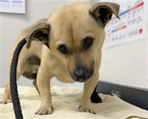A young small-sized male Chihuahua dog named Rocket for adoption in Los Angeles, CA