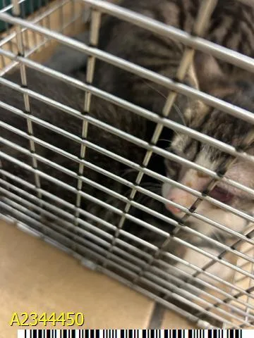 A baby small-sized male Domestic Short Hair cat named Ryder for adoption in West Palm Beach, FL