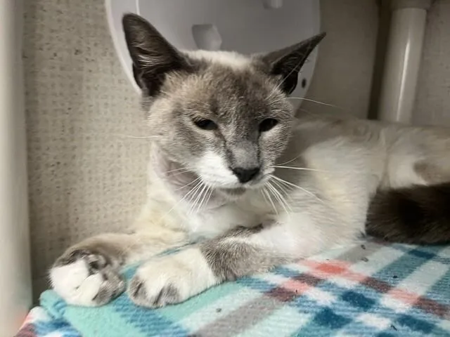 An adult medium-sized female Lilac Point Snowshoe cat named Bear Paw for adoption in Fort Collins, CO