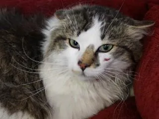 An adult medium-sized male White Domestic Medium Hair cat named CatCat for adoption in Anaconda, MT