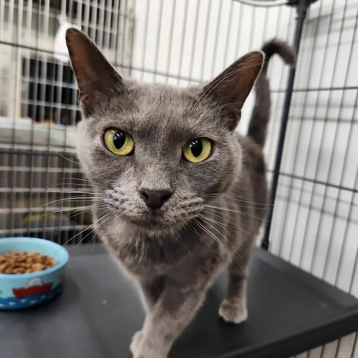 An adult small-sized female Gray / Blue / Silver Domestic Medium Hair cat named Ophelia for adoption in Winthrop, ME