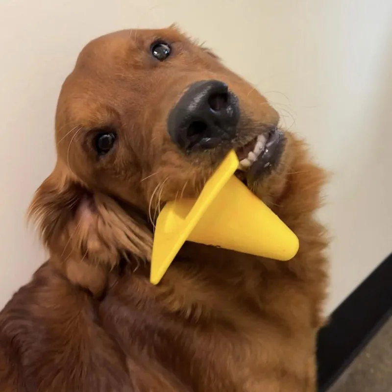 A young medium-sized male Red / Chestnut / Orange Golden Retriever dog named Gibson for adoption in Portland, OR