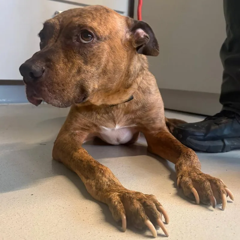 Zula Stray Hold