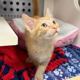 A baby small-sized male Orange / Red Domestic Medium Hair cat named Rain for adoption in South Elgin, IL