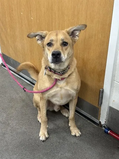 An adult large-sized male Labrador Retriever dog named Rover for adoption in Upper Marlboro, MD