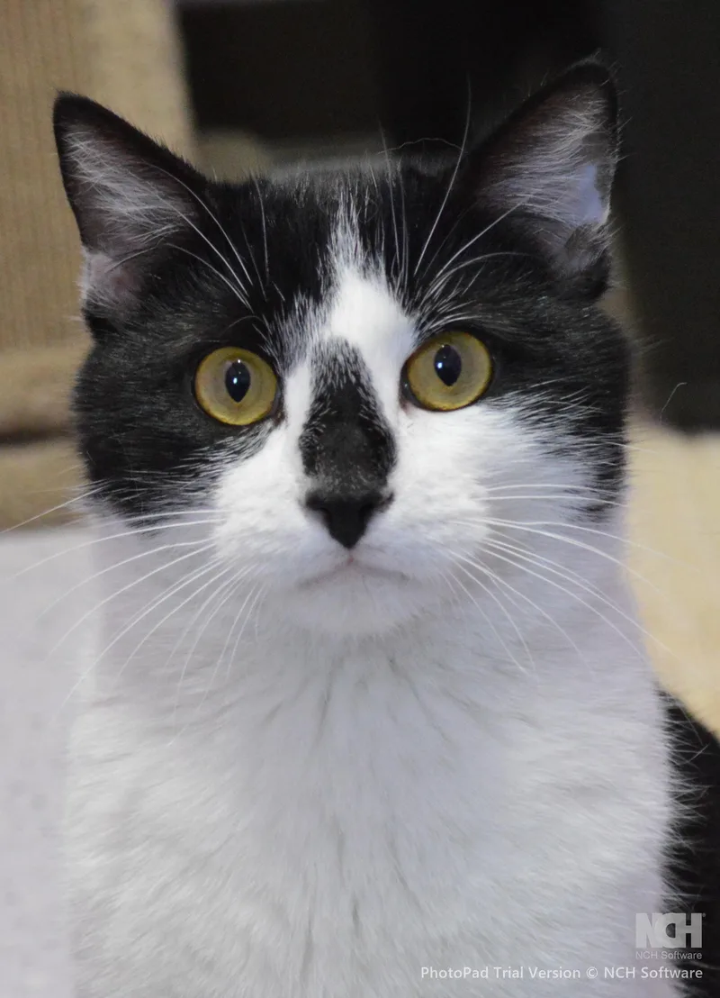 A young medium-sized male Black & White / Tuxedo Domestic Short Hair cat named Wappapello for adoption in House Springs, MO