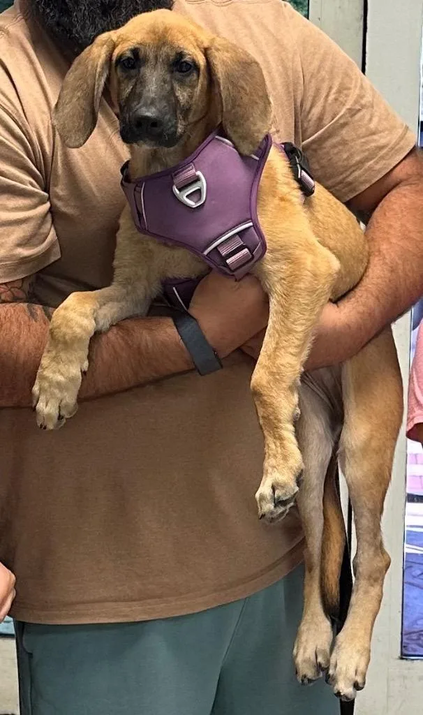 A baby large-sized male Redbone Coonhound dog named Dylan for adoption in Fort Pierce, FL