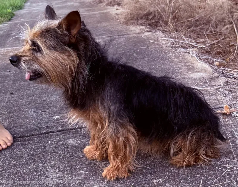 An adult small-sized female White / Cream Norwich Terrier dog named Spice for adoption in Franklin, TN
