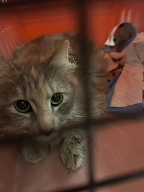 A young small-sized female Domestic Short Hair cat named Farah for adoption in Ocala, FL