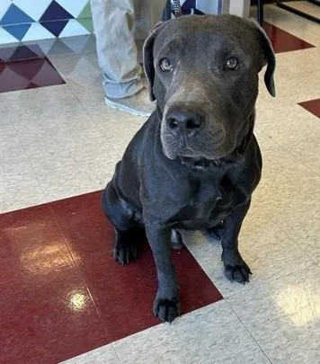 An adult large-sized male Labrador Retriever dog named Apollo A for adoption in Plano, TX
