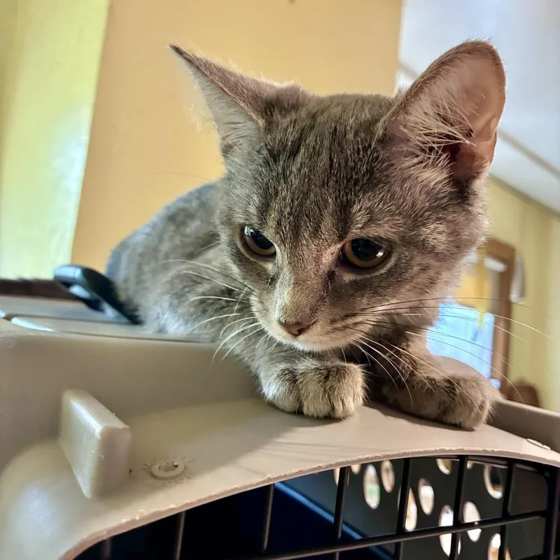 A young medium-sized female Tabby (Gray / Blue / Silver) Domestic Short Hair cat named Daydream for adoption in Akron, OH