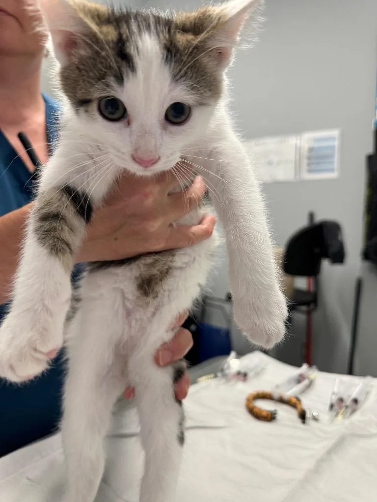 A baby medium-sized male Domestic Short Hair cat named Manny for adoption in Bloomington, IN