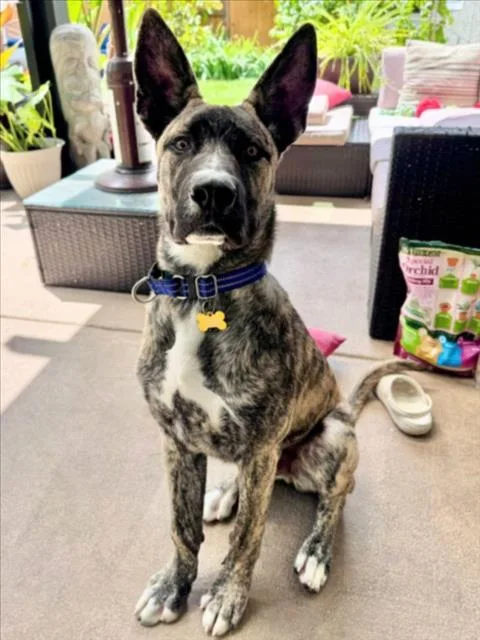 A young small-sized male Dutch Shepherd dog named Blackbird for adoption in Woodland, CA