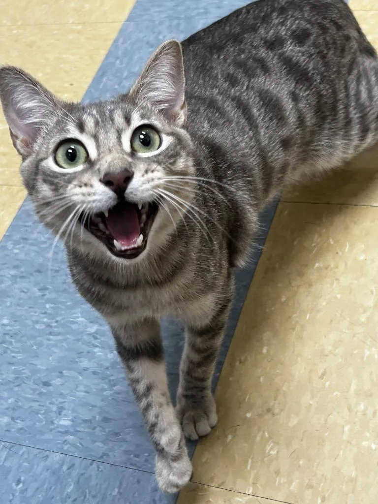 A young large-sized male Domestic Short Hair cat named Wally for adoption in Little Elm, TX