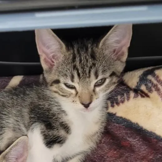A baby small-sized female Brown / Chocolate Domestic Short Hair cat named Jewels for adoption in Orlando, FL