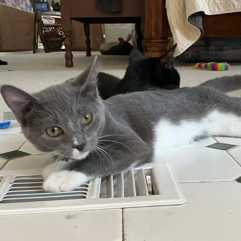 A baby small-sized female Gray / Blue / Silver Domestic Short Hair cat named Sydney for adoption in Abingdon, MD