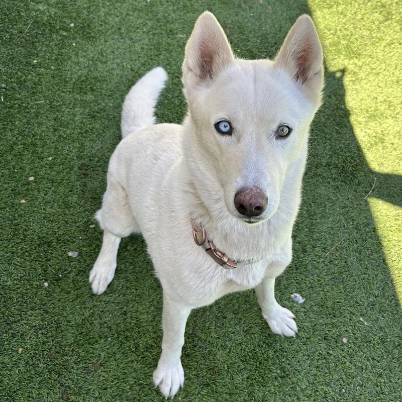 An adult medium-sized female White / Cream Husky dog named Jasmine for adoption in Flagstaff, AZ