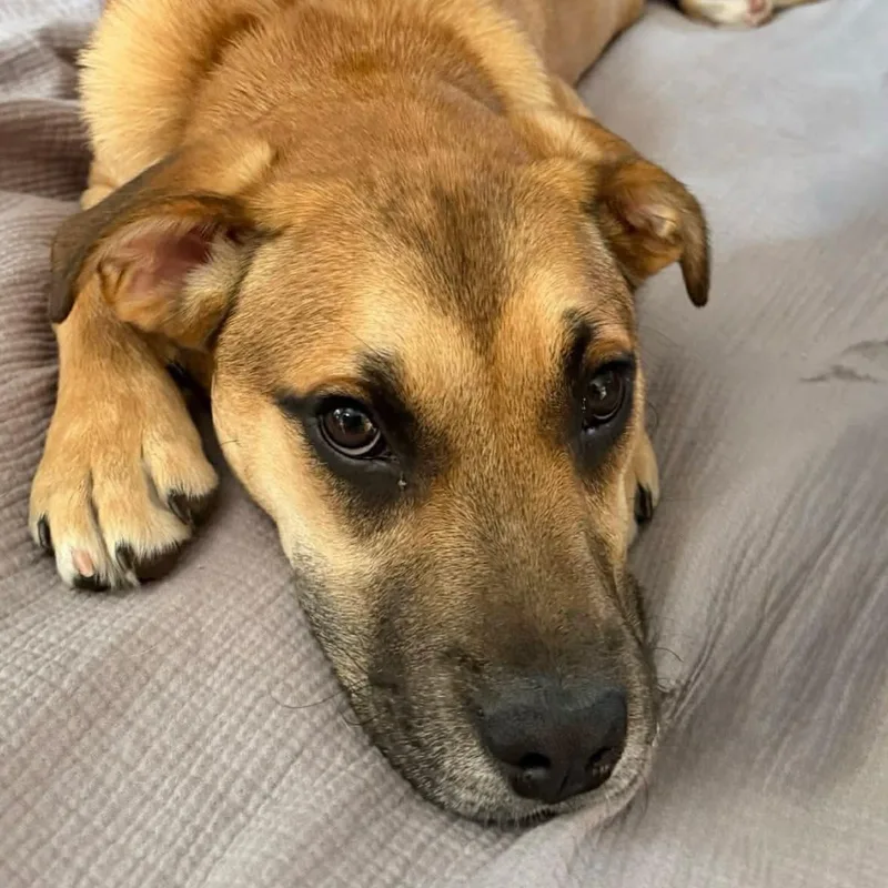 Gwen