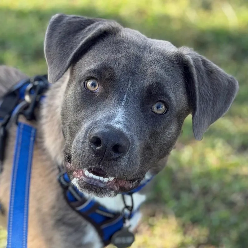 A young medium-sized male Labrador Retriever dog named Thor for adoption in Bloomfield, CT