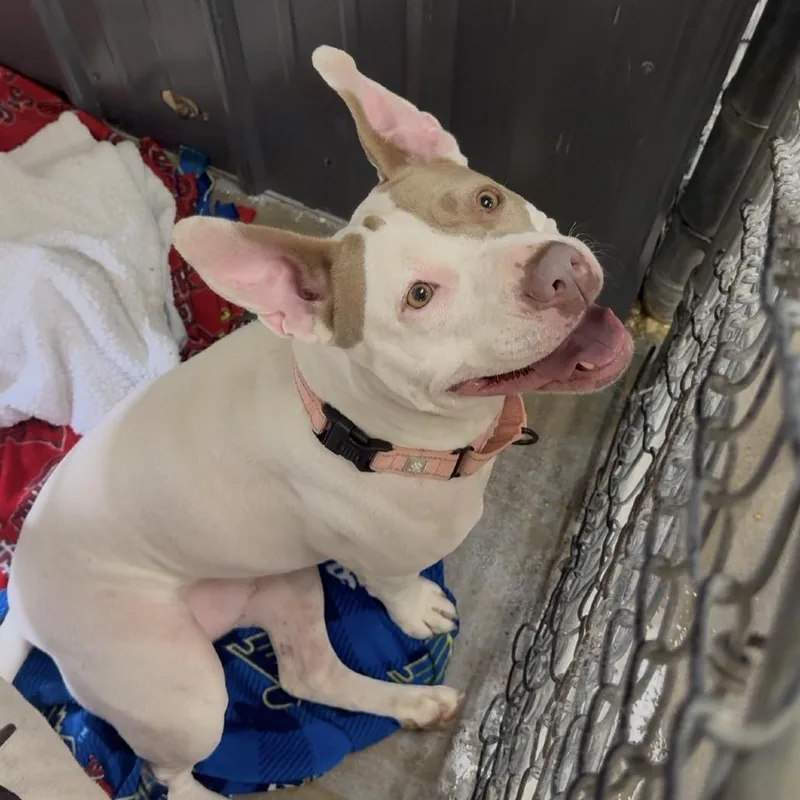 An adult large-sized female White / Cream Pit Bull Terrier dog named Bon Bon K for adoption in Union, MO