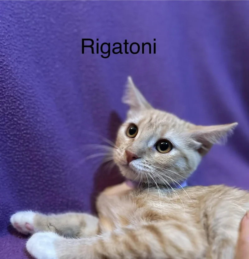 A baby medium-sized female Orange & White Domestic Short Hair cat named Rigatoni for adoption in Herculaneum, MO
