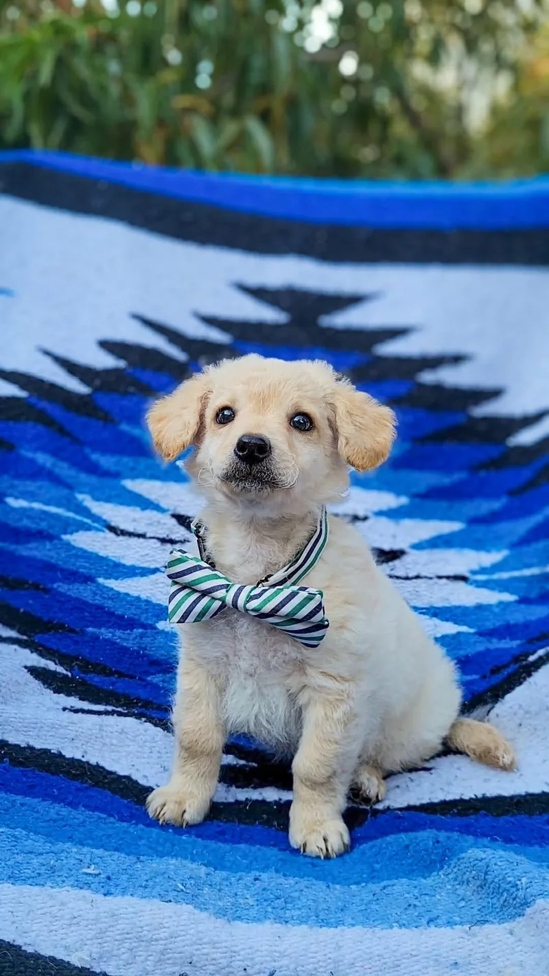 A baby small-sized male Chihuahua dog named Clover for adoption in Anza, CA