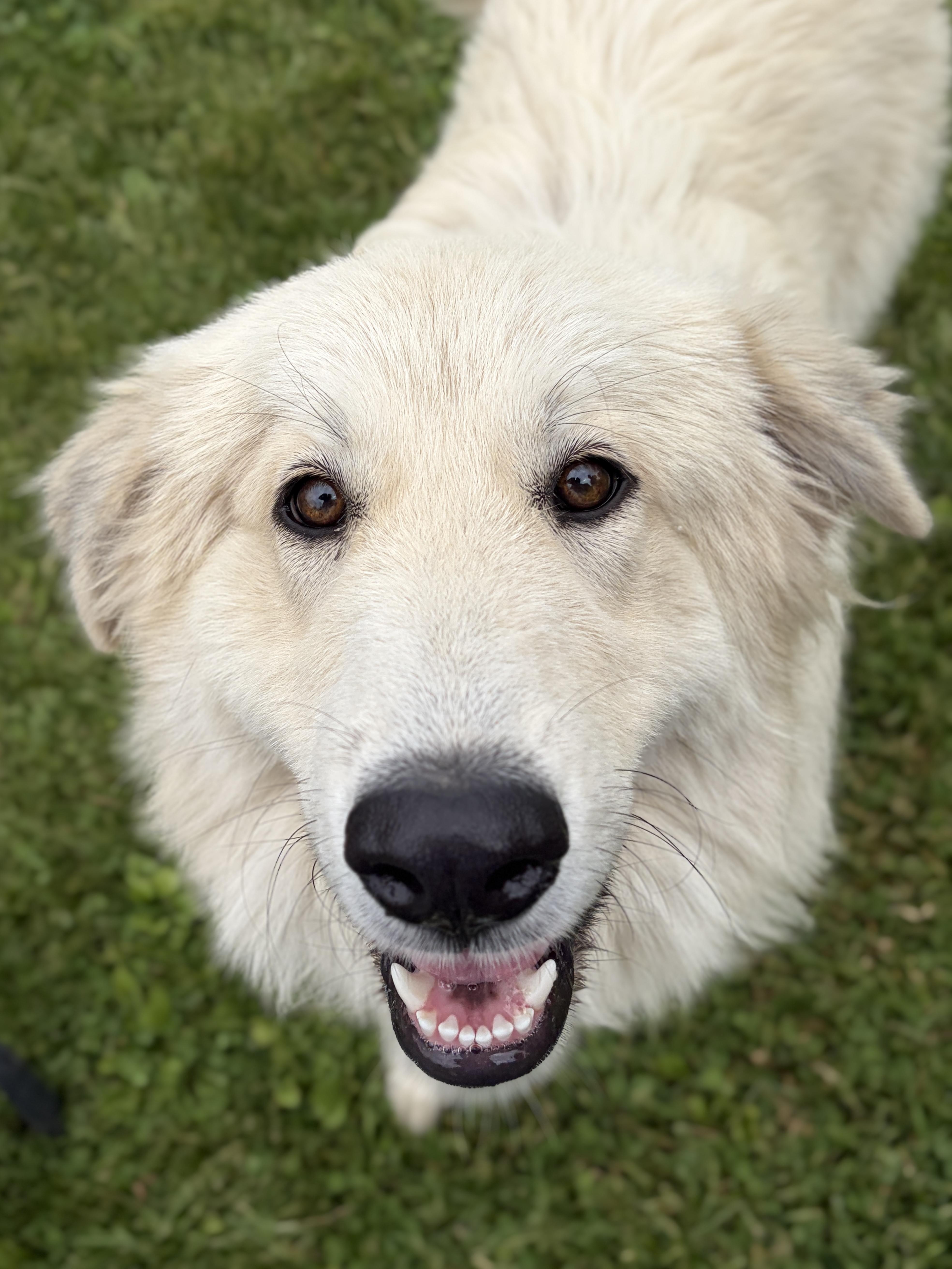 A young large-sized female Anatolian Shepherd dog named Brandy for adoption in Jefferson, WI