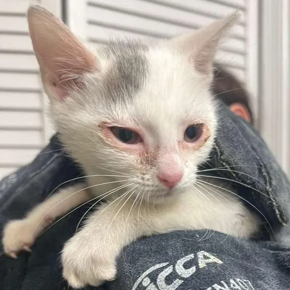 A baby small-sized female White Domestic Short Hair cat named Meg for adoption in Winchester, VA