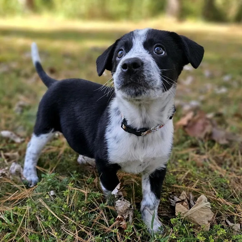 A baby medium-sized female Mixed Breed dog named Piglet for adoption in Festus, MO