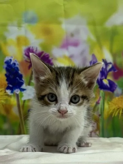 A baby small-sized male Domestic Short Hair cat named Jenson for adoption in San Antonio, TX