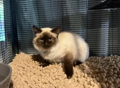 Eggnog