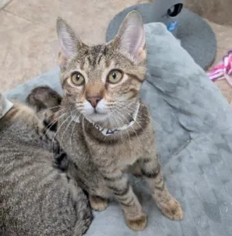 A baby medium-sized female Domestic Short Hair cat named Bessie for adoption in West Chester, PA