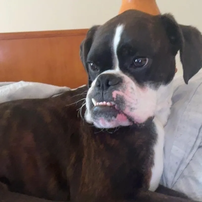 An adult medium-sized male Boxer dog named Pistol for adoption in Middlesex, NJ