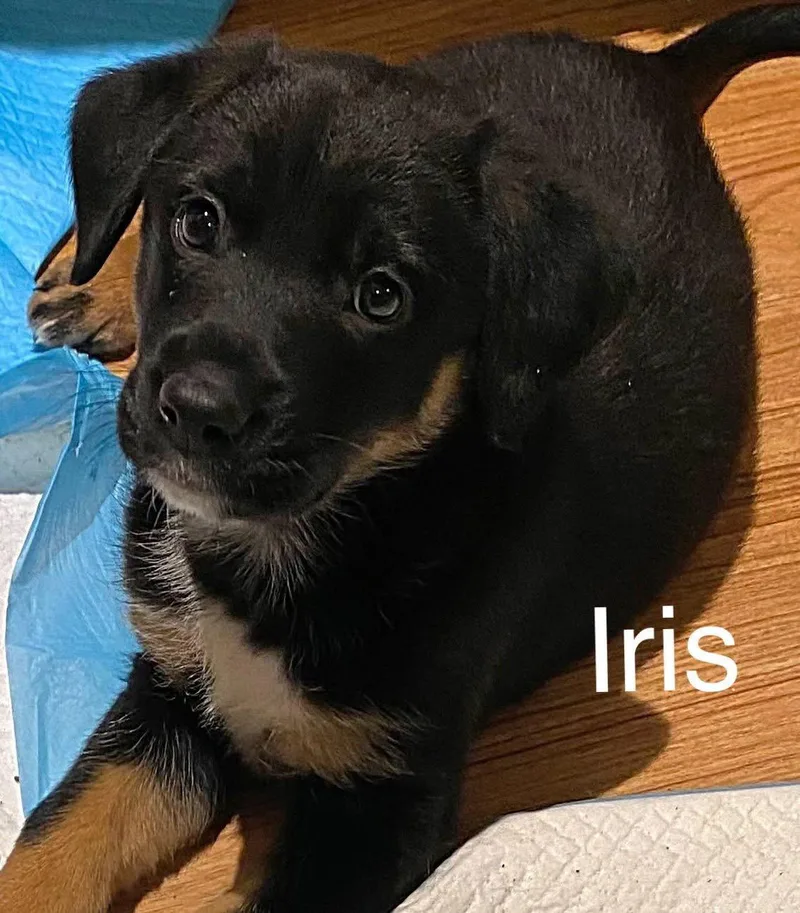 Iris