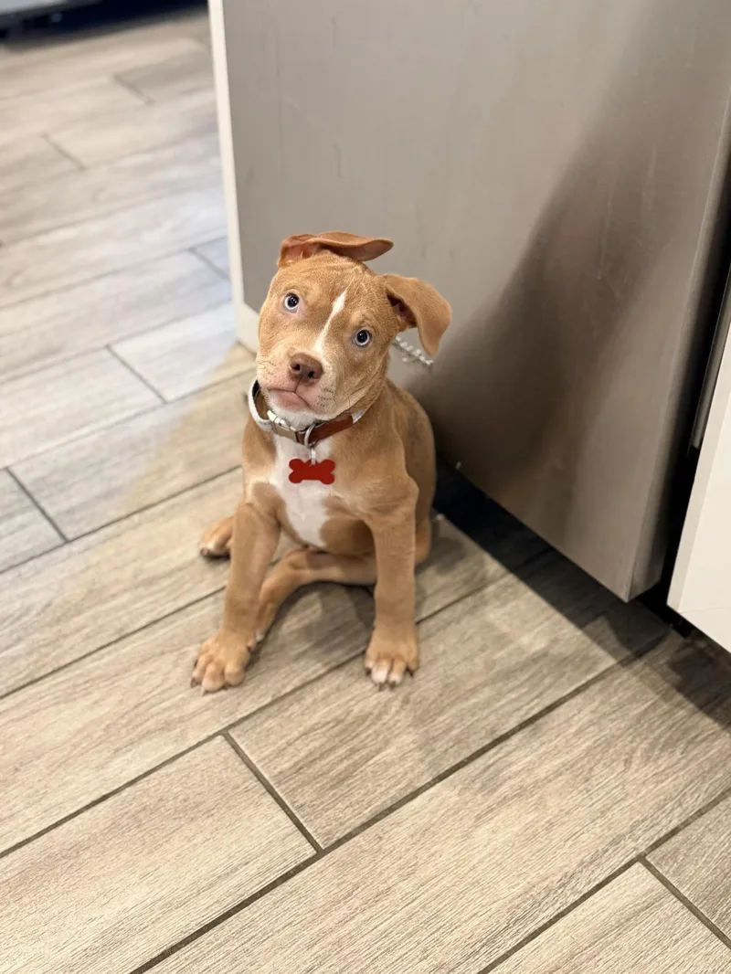 A baby medium-sized male Red / Chestnut / Orange Pit Bull Terrier dog named Marlon for adoption in Las Vegas, NV