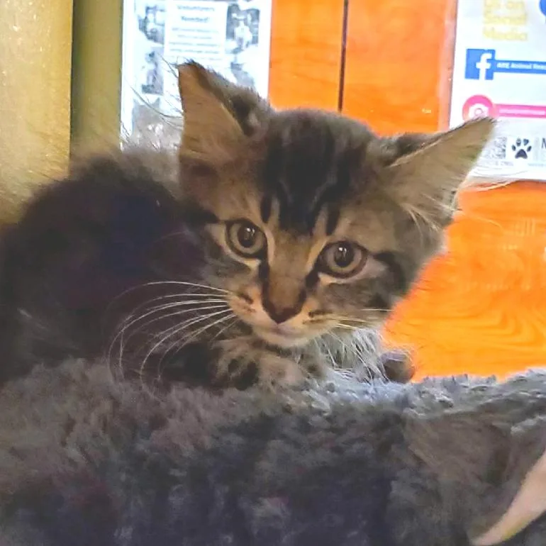 A baby small-sized male Brown / Chocolate Domestic Long Hair cat named William for adoption in Hemet, CA