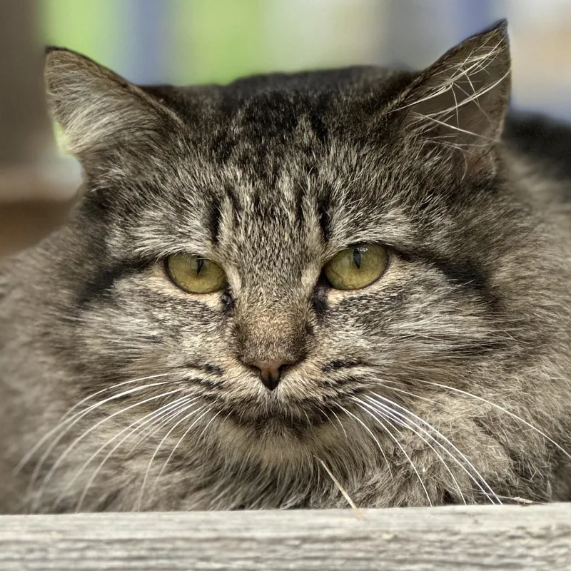 An adult medium-sized female Domestic Long Hair cat named Turtle for adoption in Victor, NY