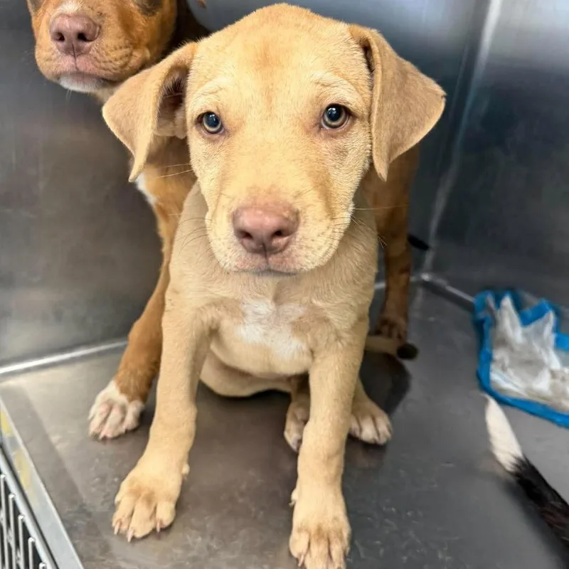 A baby small-sized male Yellow / Tan / Blond / Fawn Pit Bull Terrier dog named Salem for adoption in Bastrop, TX