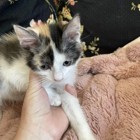 A baby small-sized female Calico Domestic Short Hair cat named Half & Half Hyatt for adoption in Eagle Mountain, UT