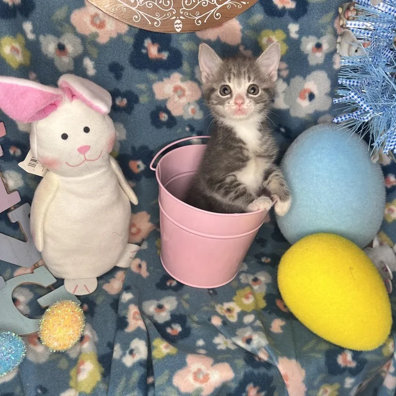 Whiskey Sour thumbnail 2