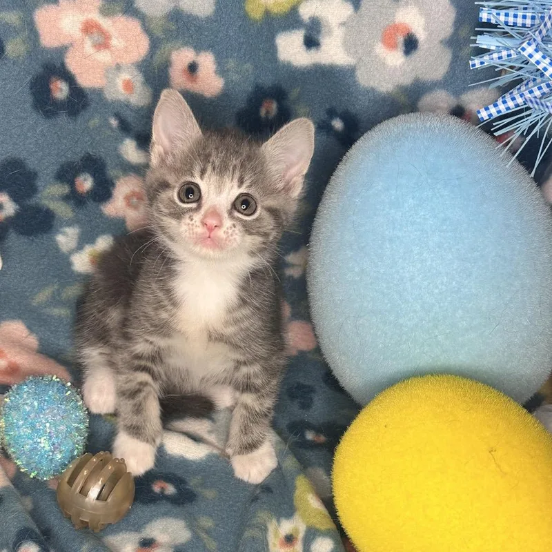 Whiskey Sour thumbnail 3