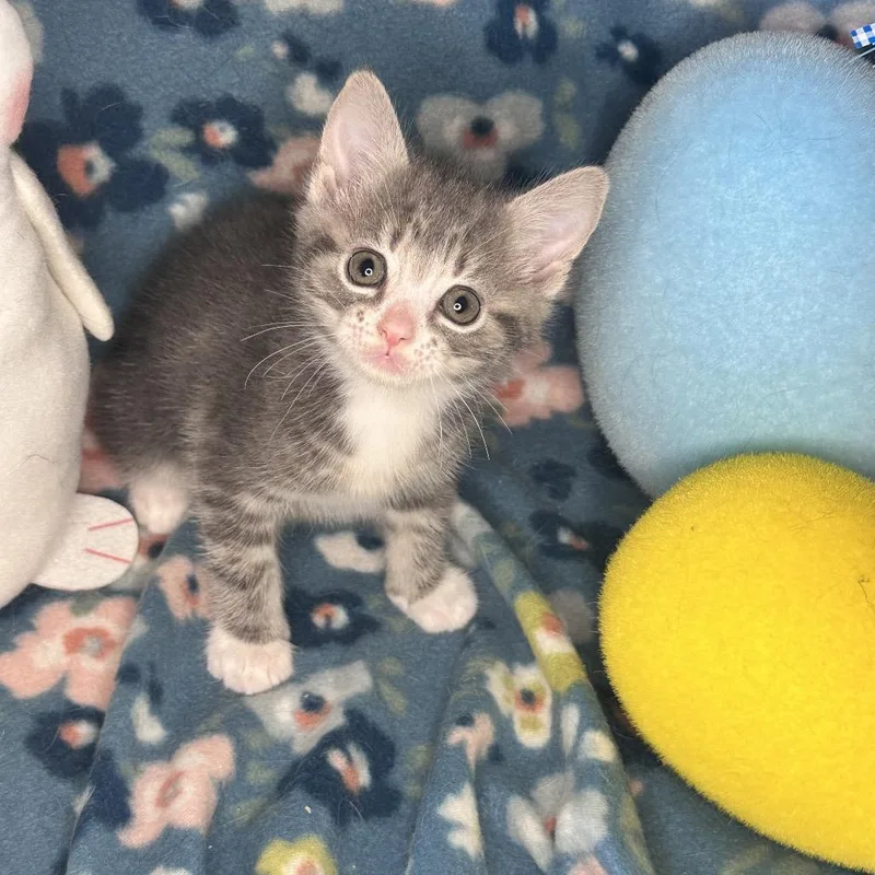 Whiskey Sour thumbnail 4