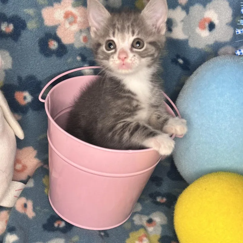 Whiskey Sour thumbnail 5