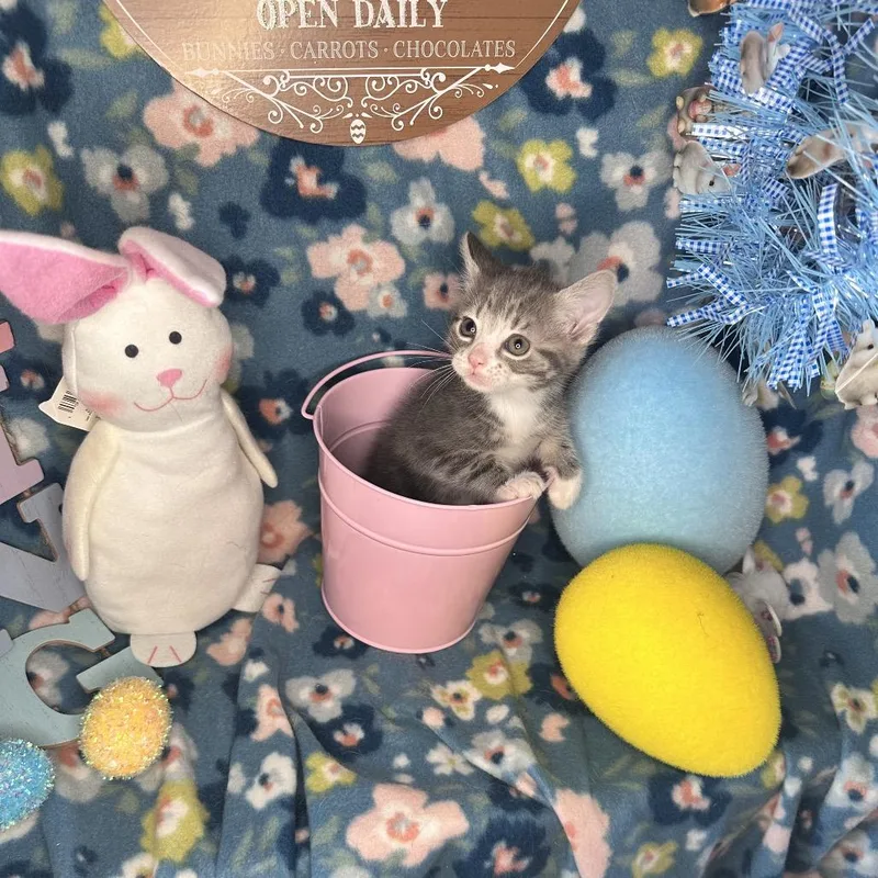 Whiskey Sour thumbnail 6