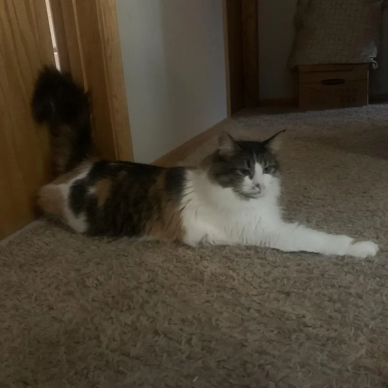 An adult small-sized female Calico Domestic Long Hair cat named Angel for adoption in Rochester, MN