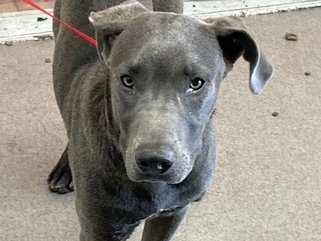 A young medium-sized male Pit Bull Terrier dog named Daniel for adoption in San Bernardino, CA