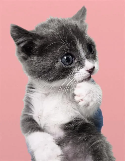 A baby small-sized male Domestic Short Hair cat named Wolfie for adoption in Bakersfield, CA