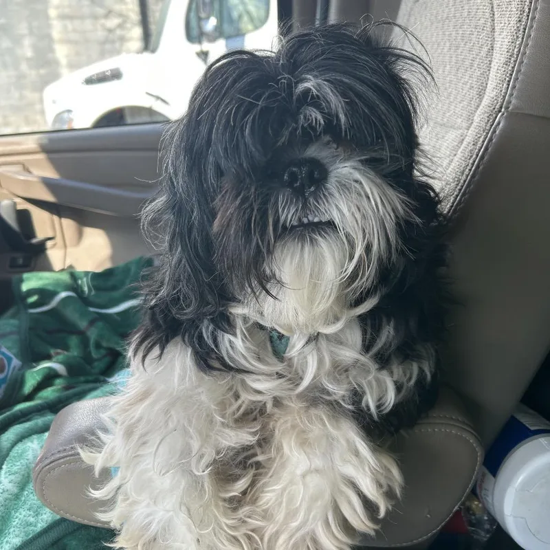 A senior small-sized male Black Shih Tzu dog named Sparky for adoption in Newark, NJ