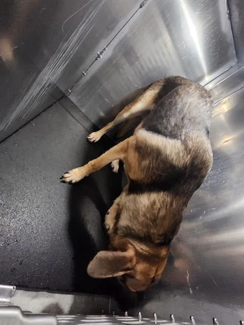 A young large-sized male German Shepherd Dog dog named Max for adoption in San Antonio, TX