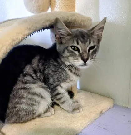 A baby small-sized male Domestic Short Hair cat named Cola for adoption in Houston, TX